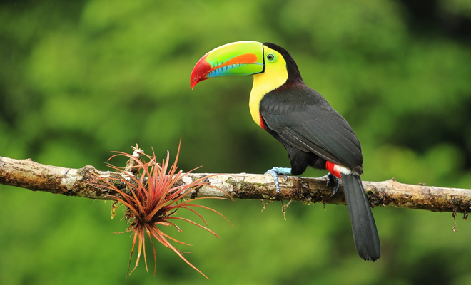 El significado negativo de soñar con un tucán