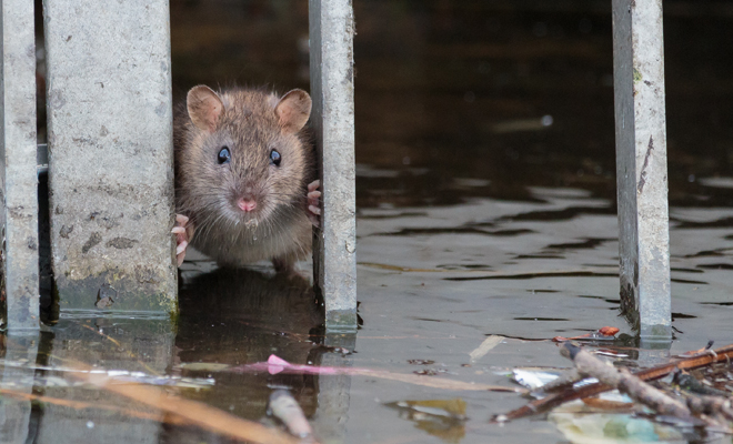 Significado de soñar con ratas de alcantarilla