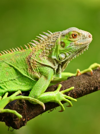 Significado de soñar con una iguana: tranquilidad y satisfacción