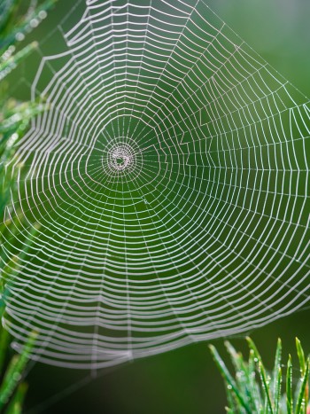 Significado de soñar con telarañas: no caigas en la trampa