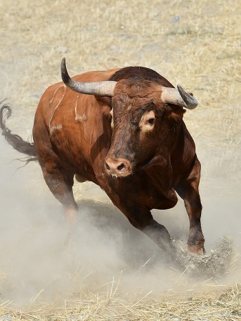 Soñar que te persigue un toro: ¿de qué estás huyendo?