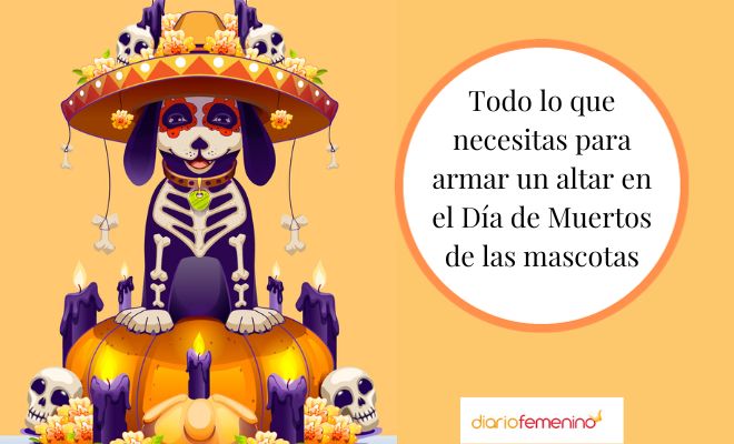 Pasos Y Ofrendas Para Hacer Un Altar En El Día De Muertos De Mascotas 0889