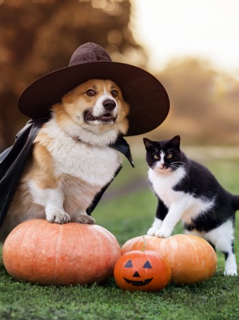 Ideas únicas de disfraces de Halloween para mascotas (perros y gatos)