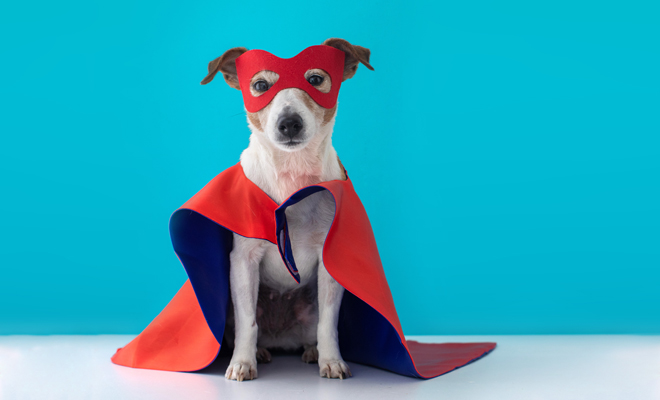 Disfraces de Halloween para perros