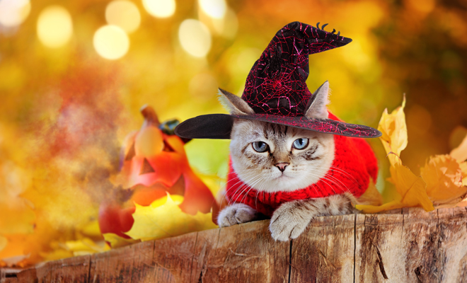 Disfraces de Halloween para gatos