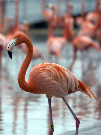 Significado de soñar con un flamenco: conecta con tus emociones