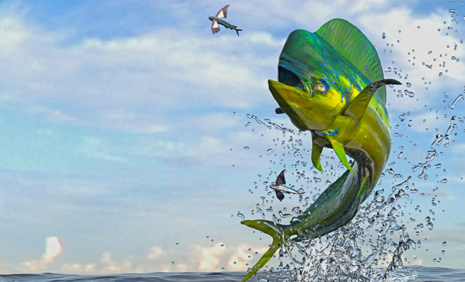 Licuar perturbación Asistente Soñar con peces voladores: en busca de la libertad