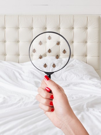 Significado de soñar con chinches: todo lo que te incomoda