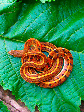 El grandioso significado de soñar con una víbora: fuente de vida