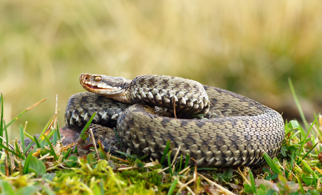 El significado de soñar con víboras
