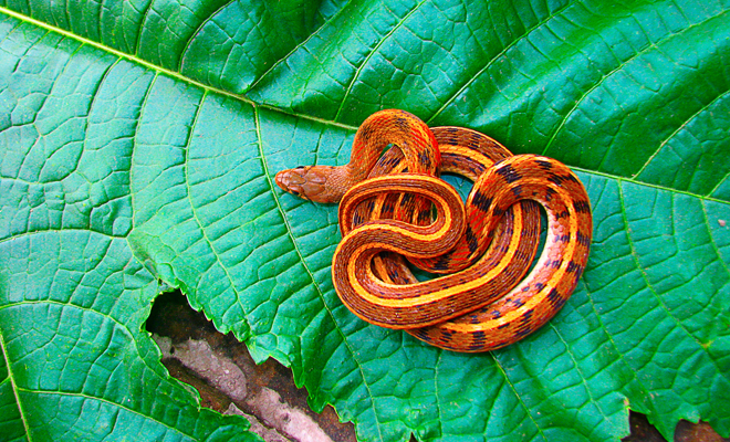 Significados negativos y positivos de soñar con víboras