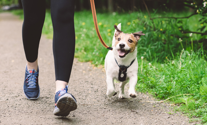 Apodos originales para tu perro en 2024