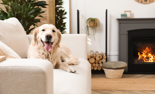 Ideas de nombres para perros en 2024