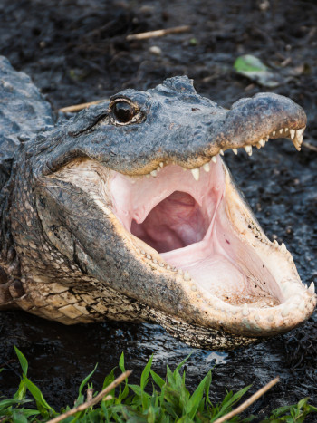 Significado de soñar con un caimán: en contacto con la naturaleza