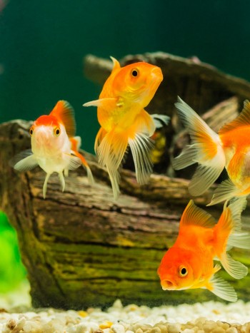 Ictiofobia: ¿tienes miedo a los peces?