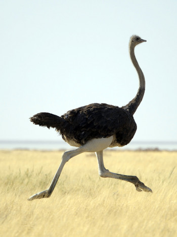 Significado de soñar con un avestruz: la hora de la verdad