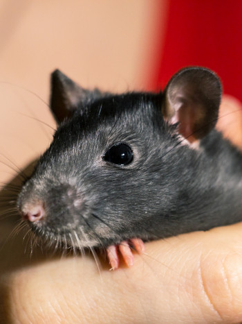 Horóscopo chino 2020: las predicciones completas para Rata