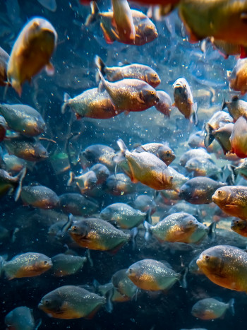 Significado de soñar con pirañas: valora los riesgos