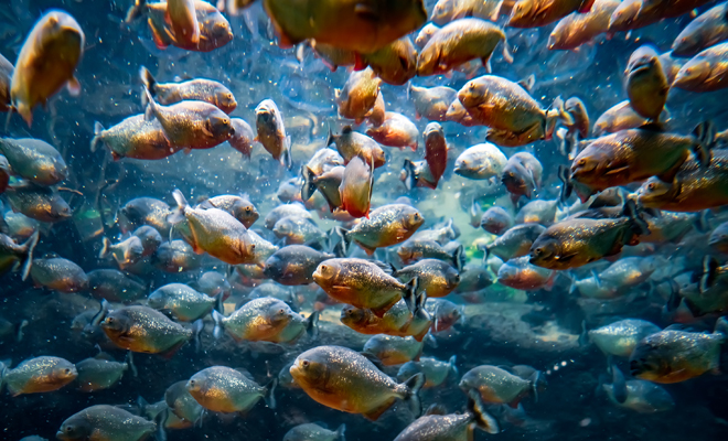 Significados positivos y negativos de soñar con pirañas