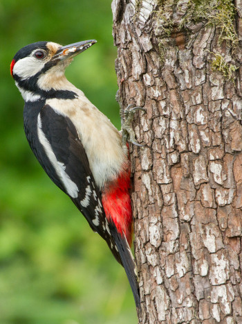 El significado de soñar con un pájaro carpintero: señales de éxito