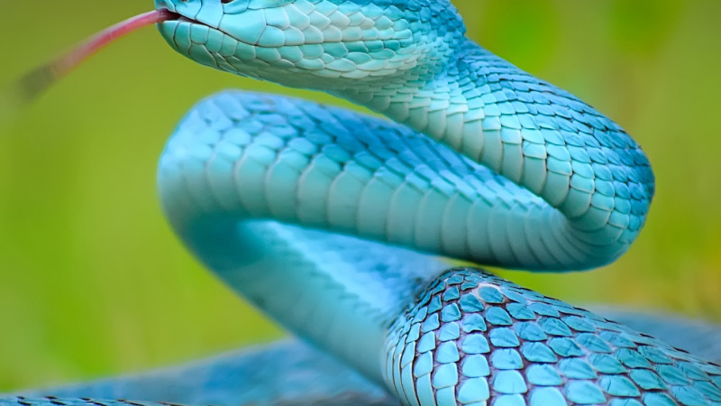 Significado de soñar con reptiles: serpientes y culebras en tus sueños