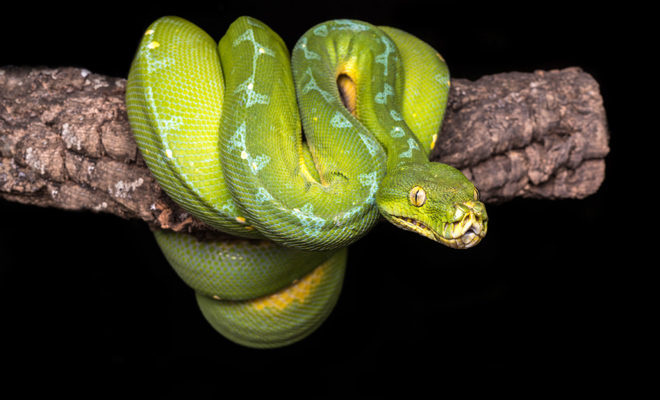 El significado más concreto de soñar con serpientes