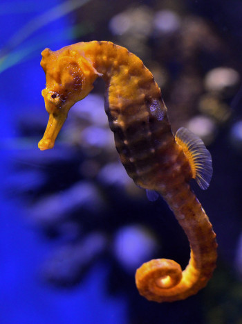 Soñar con un caballito de mar: el reto de aceptarse a uno mismo