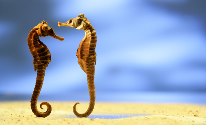 Los significados positivos y negativos de tus sueños con caballitos de mar