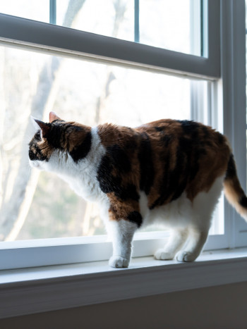 ¡SOS! He soñado que mi gato se caía por la ventana: ¿se cumplirá?