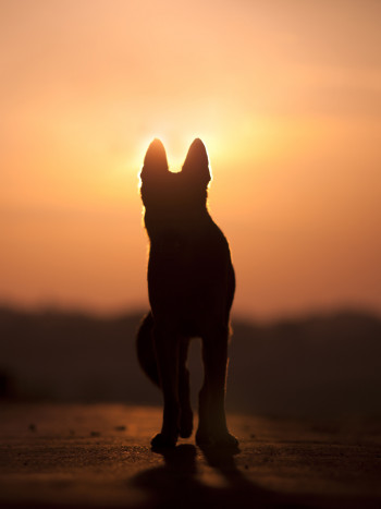 Cuánto tardaré en superar la muerte de mi mascota: tiempo de duelo