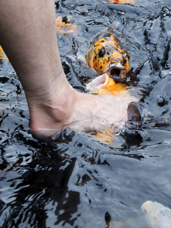 El significado de soñar que un pez te muerde el pie predice una traición