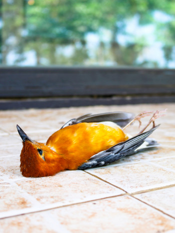 Soñar con pájaros muertos: recupera tu libertad