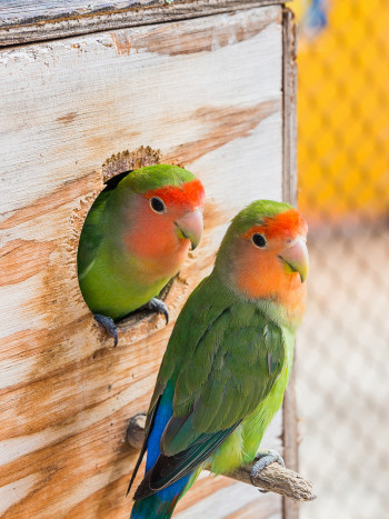 El significado de soñar con periquitos: momentos de alegría