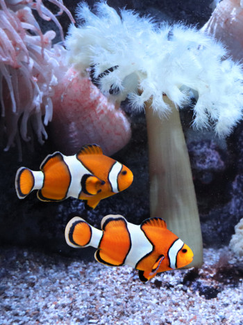 Soñar con un pez payaso: descubre tus cualidades