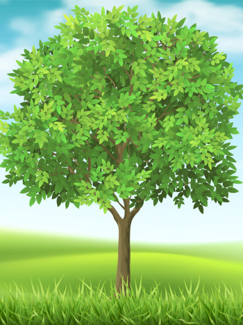 Test del Árbol de Koch: una prueba para medir tu estabilidad emocional