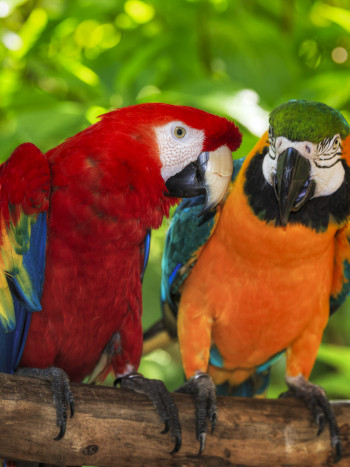 Soñar con guacamayos: la fuerza del sol