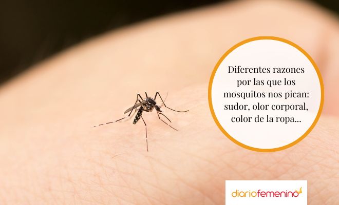 Causas de las picaduras de mosquitos