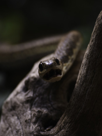 Significado de soñar que hablas con serpientes: lo que solo tú sabes