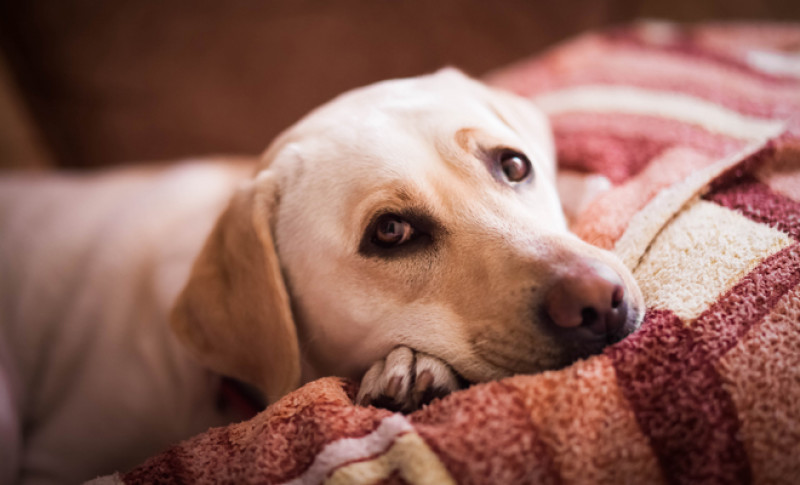 Nombres para perros de color marrón: apodos originales y sorprendentes