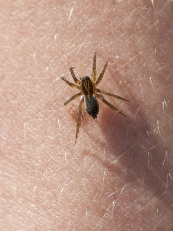 Soñar que te pica una araña: es hora de tomar decisiones