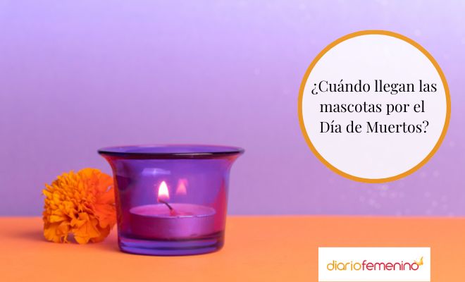 ¿Qué día es el Día de Muertos de Mascotas?