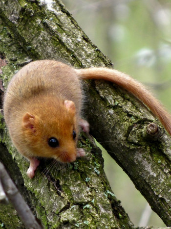 Soñar con un lirón: reflexiona sobre tu capacidad de adaptación