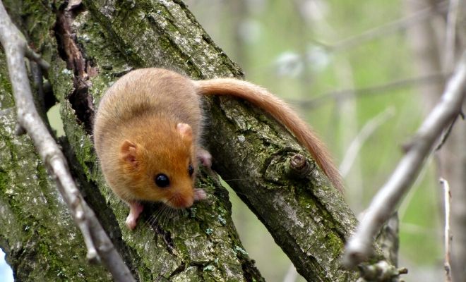 Significados de soñar con un lirón