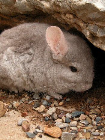 Significado de soñar con chinchillas: las apariencias engañan