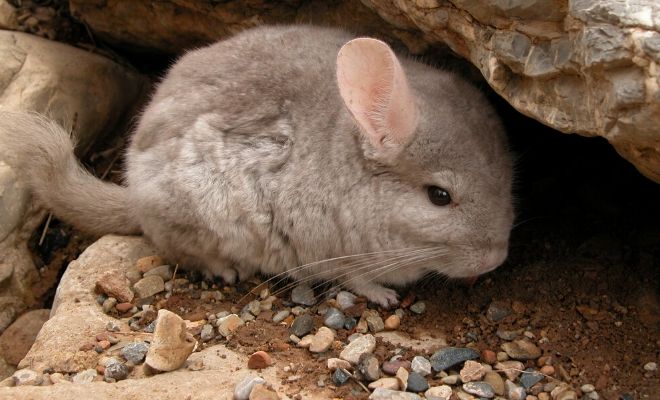 El significado de soñar con chinchillas