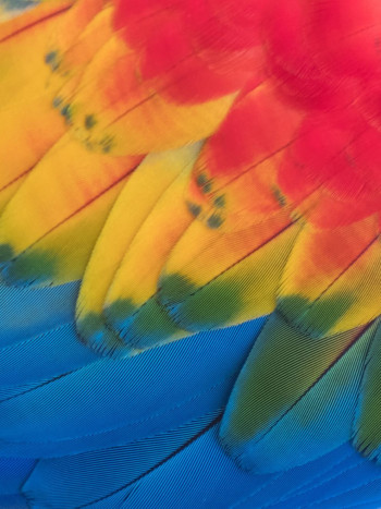 Los distintos significados de soñar con plumas (según su color)