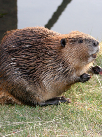 Soñar con un castor y todos sus significados (positivos y negativos)