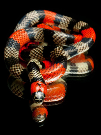 El revelador significado de soñar con serpientes en la cama