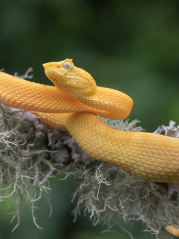 Significado de soñar con serpientes amarillas: infidelidad, peligro...