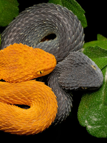 El significado de soñar que dos serpientes se pelean NO es negativo